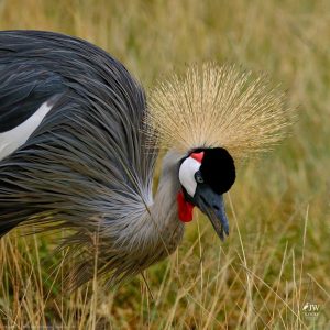 Gray Crowned-Crane