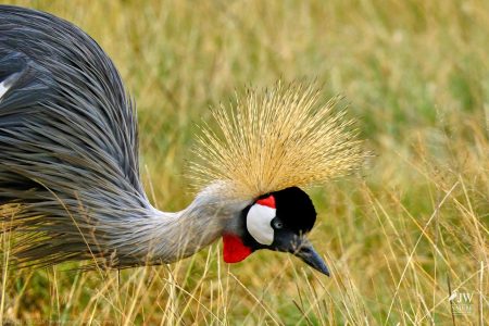 Gray Crowned-Crane