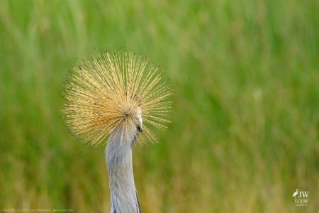 Gray Crowned-Crane