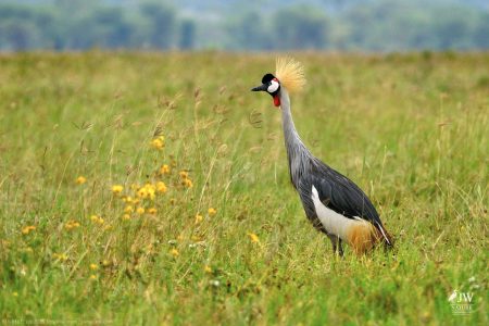 Gray Crowned-Crane