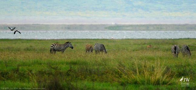 Zebra