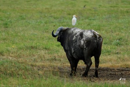 Cape Buffalo, Cattle Egret