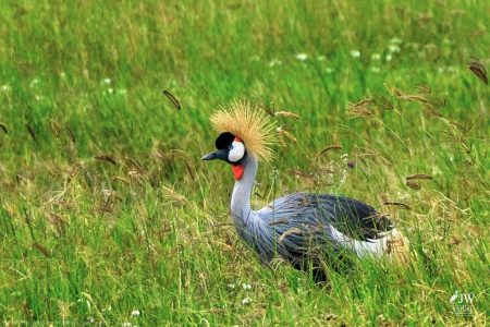 Gray Crowned-Crane