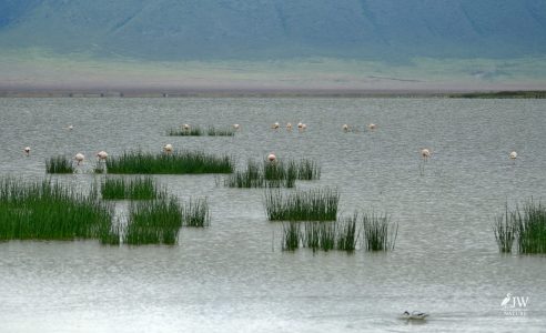 Greater Flamingo