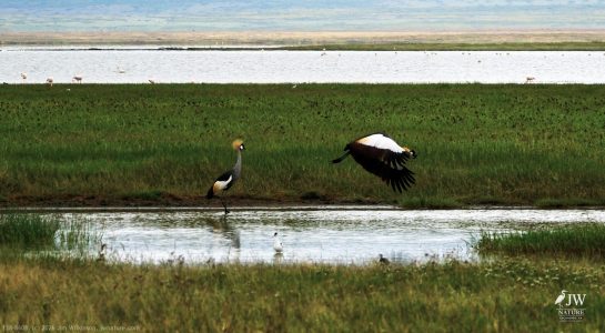 Gray Crowned-Crane