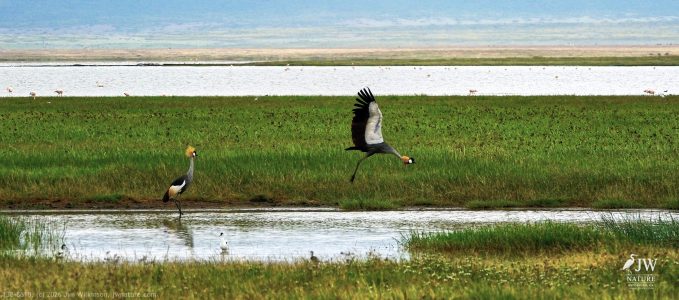Gray Crowned-Crane