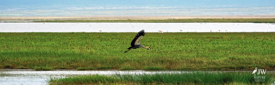 Gray Crowned-Crane