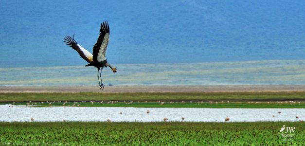 Gray Crowned-Crane