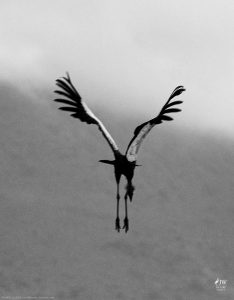 Gray Crowned-Crane