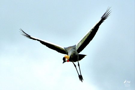 Gray Crowned-Crane
