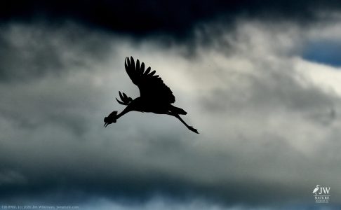 Gray Crowned-Crane