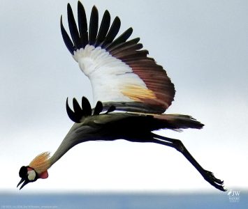 Gray Crowned-Crane