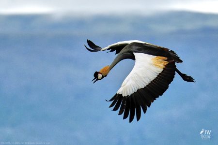 Gray Crowned-Crane
