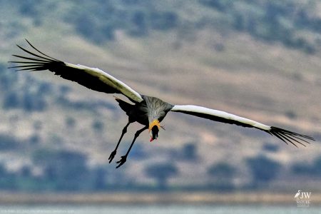 Gray Crowned-Crane