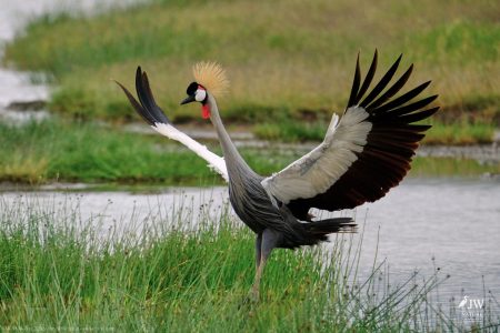 Gray Crowned-Crane