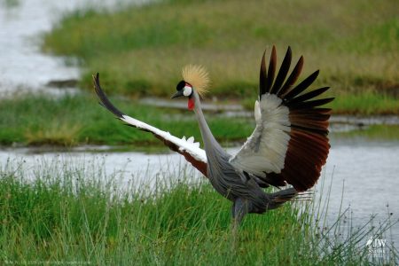 Gray Crowned-Crane