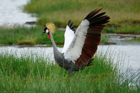 Gray Crowned-Crane