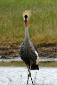 Gray Crowned-Crane