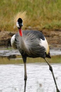 Gray Crowned-Crane