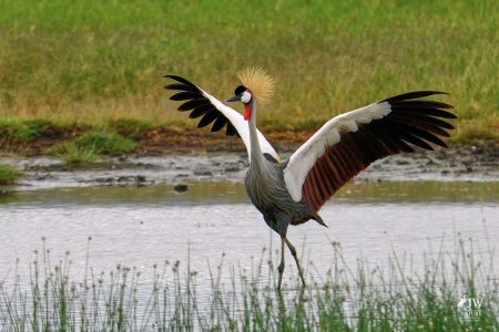 Gray Crowned-Crane