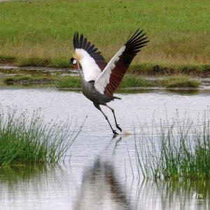 Gray Crowned-Crane