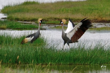 Gray Crowned-Crane
