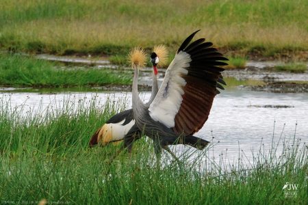 Gray Crowned-Crane