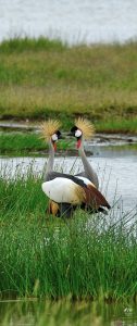 Gray Crowned-Crane
