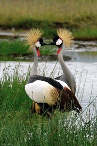 Gray Crowned-Crane