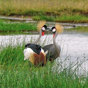 Gray Crowned-Crane