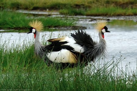 Gray Crowned-Crane