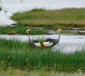 Gray Crowned-Crane