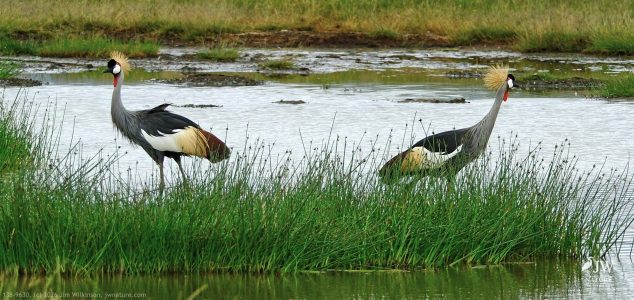 Gray Crowned-Crane