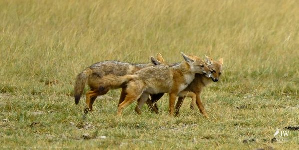 Jackal