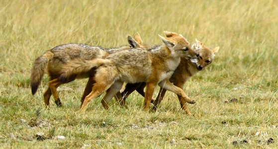 Jackal