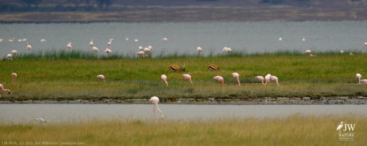 Thompson's Gazelle, Greater Flamingo