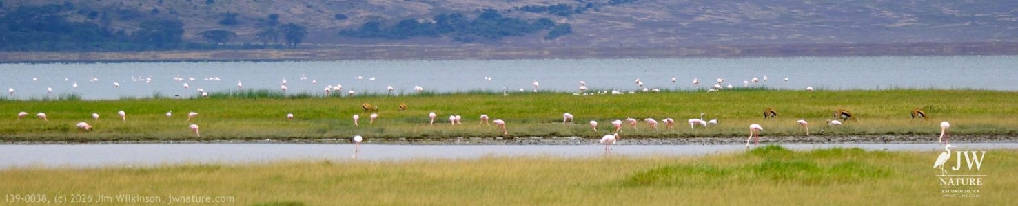 Thompson's Gazelle, Greater Flamingo
