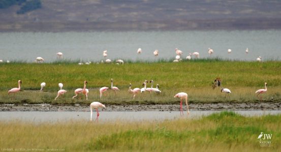Thompson's Gazelle, Greater Flamingo