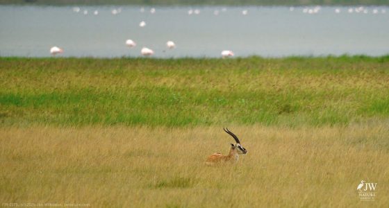 Thompson's Gazelle, Greater Flamingo