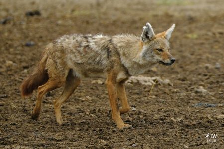 Jackal