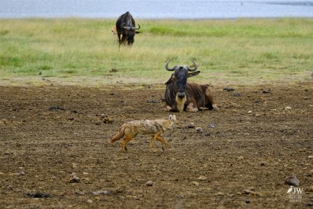 White-bearded Wildebeest, Jackal