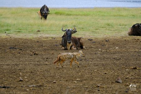 White-bearded Wildebeest, Jackal