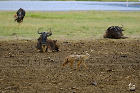 White-bearded Wildebeest, Jackal