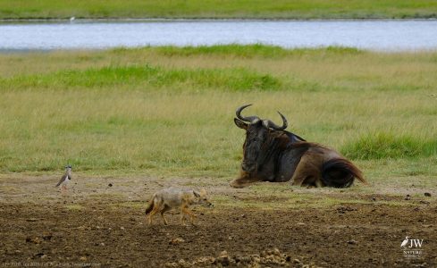 White-bearded Wildebeest, Jackal