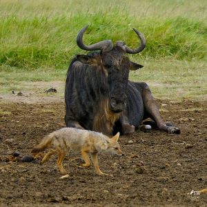 White-bearded Wildebeest, Jackal