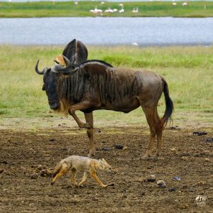 White-bearded Wildebeest, Jackal