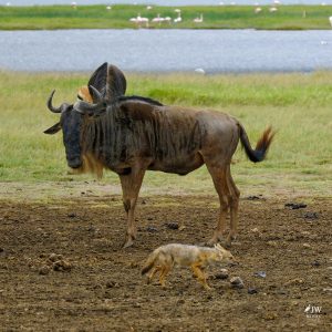 White-bearded Wildebeest, Jackal