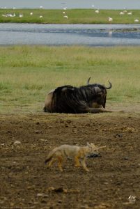 White-bearded Wildebeest, Jackal
