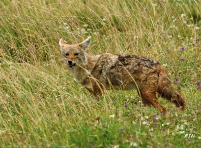 Jackal