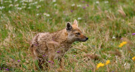 Jackal